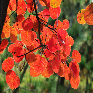 工場供給バルクフィセチンパウダー98％煙草樹抽出物（サプリメント産業向け） - Product Image 2