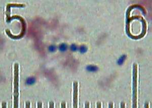 高効力プレミアムST67 Streptococcus Thermophilusプロバイオティクス粉末原料 - Product Image 2
