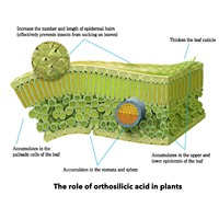 Acide orthosilicique stabilisé, acide molybdénique liquide, engrais pour l'agriculture, riz, tomate, canne à sucre, pulvérisation foliaire 99%