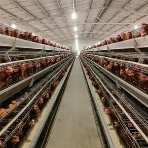 Yeni u-en iyi çelik a-tipi pil kafesleri için kanatlı tavuk tabakası ev tarım kullanımı otomatik uzun ömürlü - Product Image 3