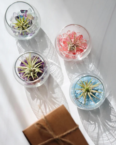 Modern tasarım <span class=keywords><strong>Mini</strong></span> teraryum kiti çocuklar 8-12 cam teraryum kavanoz süslemeleri fabrika tedarikçisi toptan hava çiçek saksıları yetiştiricilerinin - Product Image 2