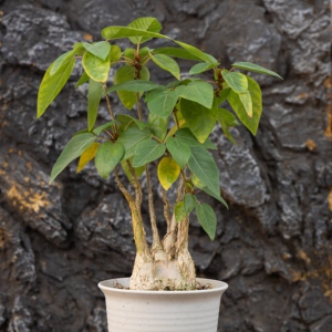 [<span class=keywords><strong>Ficus</strong></span> Palmeri] Figuier de Roche Caudex, Plante Succulente, Plante Rare Résistante à la Sécheresse, Type <span class=keywords><strong>Cactus</strong></span>, Spécimen de Bonsaï Exotique du Désert - Product Image 2