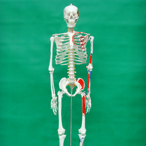 Squelette humain avec l'indication des origines et des terminaisons des muscles, peint à la main, 170 cm, modèle humain simulé de qualité médicale - Product Image 1