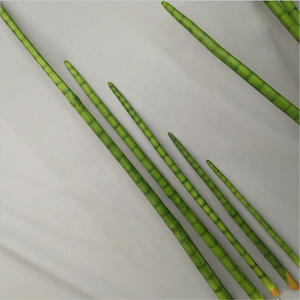 <span class=keywords><strong>Planta</strong></span> Artificial <span class=keywords><strong>de</strong></span> <span class=keywords><strong>Serpiente</strong></span> en Maceta, Estilo Nuevo T-0427, Fácil <span class=keywords><strong>de</strong></span> Cuidar, para Interiores - Product Image 3