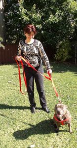 Primal Pet Gear Correa para perros de 6 pies de largo, dos asas acolchadas de tráfico, resistente, entrenamiento de seguridad de control de doble plomo reflectante, correas - Product Image 4