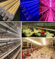 Ampoules LED pour volailles, dimmables, étanches IP65, pour l'élevage de poulets, de poulets de chair et de porcs