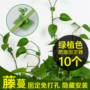 Clips de fixation murale pour plantes Zhejiang Litai, crochets adhésifs pour lierre vert, sans perçage, pour usage intérieur et extérieur - Product Image 3
