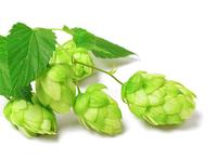 Humulus Lupulus Extract Flavonen Groothandel Bulk Hop Extract Flavonoïden Poeder 4%