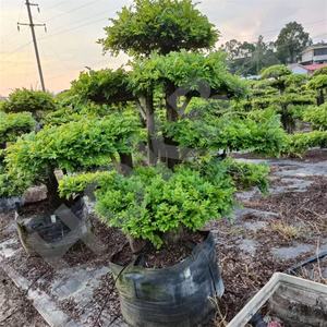 HOKBG Vente en gros extérieur ferme 45 50 60 200 gallons grand PP tissé plantes noires jardin sac de culture pour <span class=keywords><strong>espalier</strong></span>-Ulmus parvifolia - Product Image 4