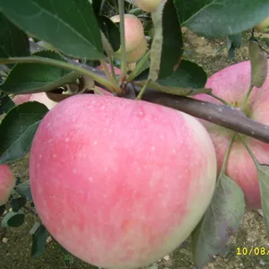 Venda quente frutas e legumes frescas mercados de frutas chinesas importar a apple da china