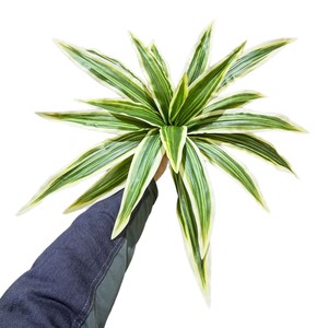 Plante artificielle en fer Meng Jie, 30cm-100cm, en plastique, pour décoration intérieure, verdure, feuilles de bonsaï, décoration de la maison - Product Image 5