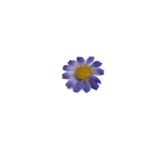 Têtes de fleurs de marguerites miniatures en soie, fleurs artificielles pour décorations de mariage et accessoires de photographie - Product Image 5
