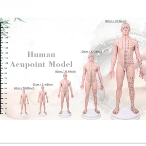 Modèle d'acupuncture en silicone pour homme de 21.6 pouces (maquillage multicolore) avec modèle humain de 409 points d'acupuncture avec méridiens chinois 2.6kg - Product Image 6