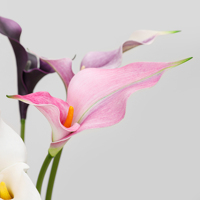 Fabrikverkauf: Künstliche Calla-Lilien mit Doppelblütenblättern im Großhandel, PU-Calla-Lilienstiele für Hotel-Tischdekoration, Floristik und Hochzeits-Mittelstücke