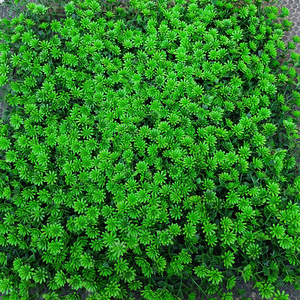 Mur végétal artificiel en tournesols 6 cm, résistant aux UV, durable, pour décoration de jardin et accessoires de mariage - Product Image 3