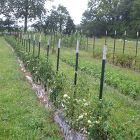 Poteau de clôture en T, revêtement poudré, imperméable, noir argenté, pour élevage, CE ISO 9001, hauteur 1,52-2,44 m, largeur 1,52-2,44 m