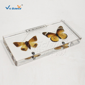 Especímenes comparativos de polillas y mariposas (grado educativo): Insectos auténticos con envergadura, antenas y postura de las alas, y - Product Image 2