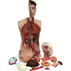 Tıbbi eğitim insan anatomisi modeli 85 cm insan erkek torso insan modeli