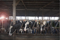 Ateliers à structure métallique pour solutions agricoles ; Étables à énergie solaire pour le stockage d'énergie destinées aux bovins et aux ovins