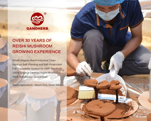 GANOHERB Extrato Ganoderma Pó Chá Preto <span class=keywords><strong>Reishi</strong></span> Chá ervas - Product Image 6