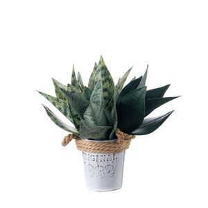 Planta Artificial de <span class=keywords><strong>Sansevieria</strong></span> con Hojas Verdes de Imitación de Serpiente CL20002 para Decoración de Interiores de Oficina <span class=keywords><strong>en</strong></span> Casa, Regalos de Inauguración - Product Image 1