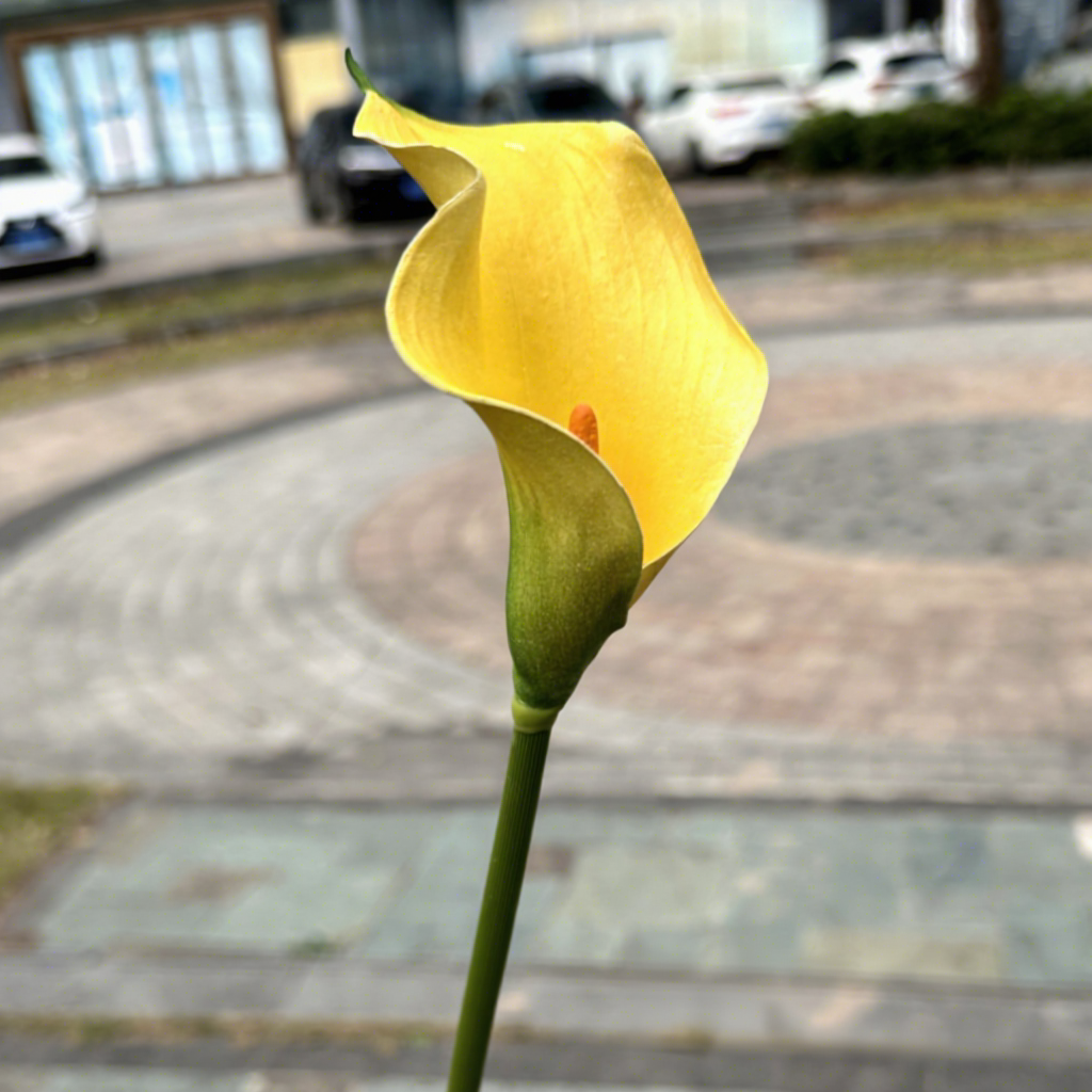 Yellow