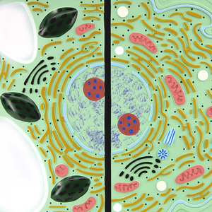 Modelo de comparación de células vegetales y animales, estructura microscópica <span class=keywords><strong>celular</strong></span>, modelo de disección, visualización de estructura vegetal, Biología - Product Image 5