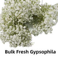 Bunga Baby's Breath Segar 2026, Batang Kuat 65-70cm, Kelopak Besar Segar, Daun Baby's Breath untuk Acara