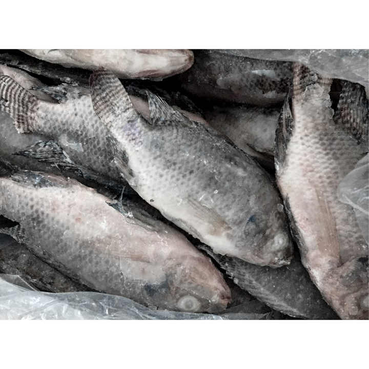 Frozen Fresh Whole Tilapia Fish On Sale Whole Round Seafood Tilapia