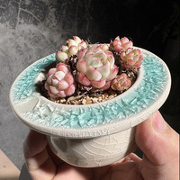 Pot à Succulentes en Céramique Minimaliste Glaçuré Respirant de Taille Moyenne – Adorable Ensemble de Pots de Fleurs Géométriques pour Bureau