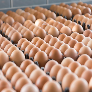 Œufs de poule frais blancs de haute qualité en provenance d'Afrique du Sud, durée de conservation de 6 mois, 60g, 5cm, prix de gros - Product Image 3