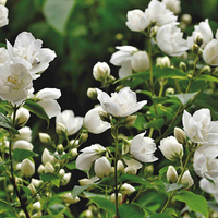 Huile de jasmin biologique naturelle en vrac, qualité supérieure, fraîche, extraite à froid, matière première florale pour salons de beauté, aromathérapie et soins de la peau