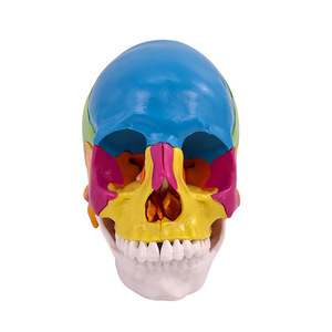 Modèle de crâne coloré et détachable avec 22 pièces démontables, adapté à l'enseignement médical. - Product Image 2