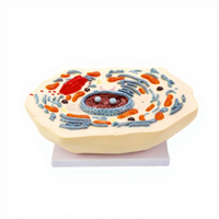 Modelo de Célula Animal, Anatomía Microscópica, Membrana Celular, Citoplasma, Núcleo, Mitochondria, Ciencia Médica, Anatomía, China