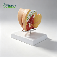 Modèle d'utérus, d'ovaires et de vagin féminins SCIEDU, modèle d'enseignement de l'anatomie des organes reproducteurs internes et externes féminins