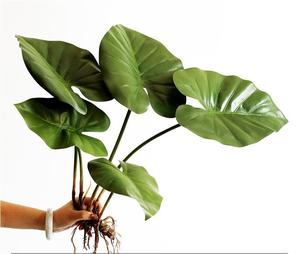 Plante Artificielle Miniature de Luxe, Plantes Vertes Simulées, Décoration Murale Végétale, Décor Moderne pour Table, Feuilles Vertes Artificielles - Product Image 3