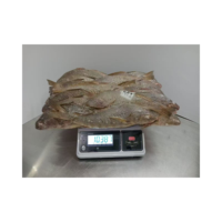 Corvina jaune (Roughy) congelée de qualité supérieure