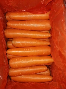 Hữu cơ toàn bộ hộp tươi cà rốt và tỏi ngọt ngon ngọt nhà máy bán buôn Chất lượng cao giá thấp Cung cấp rau - Product Image 4