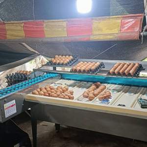 Chariot de tri des œufs en acier inoxydable professionnel, 4500 œufs par heure, traitement automatique des œufs - Product Image 5