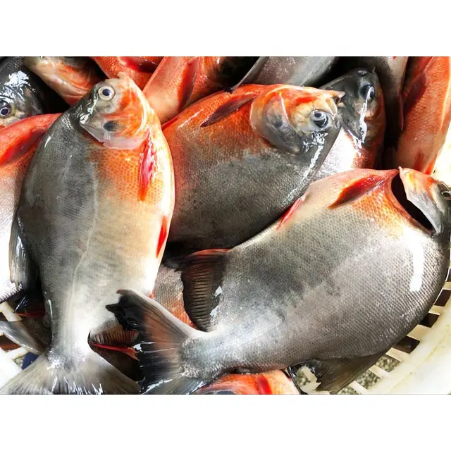 Frozen Red Pomfret seluruh pemasok bulat ikan Pacu merah Frozen dengan harga murah