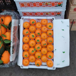 Mandarine fraîche, fruit sucré et juteux, mandarine d'exportation - Product Image 6