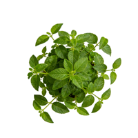 Extrait de verveine citronnée personnalisé, extrait par solvant, fourni par l'usine