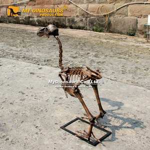 Mijn Dino Uitgestorven Realistische Levensgrote Dier Compleet Dodo Skelet - Product Image 2