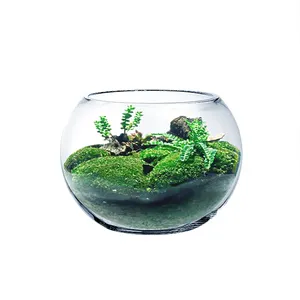 Commercio all'ingrosso Succulente In Miniatura Sfera di Vetro Globe Sfera Terrario Vaso