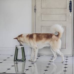 Grande conception de produits alimentaires Xl pour animaux de compagnie de haute qualité Mangeoire sur support surélevé réglable Protection du cou de chat Bol surélevé en céramique pour chien - Product Image 2