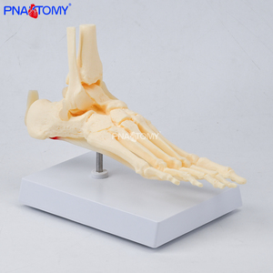Modello di Piede e Caviglia a Grandezza Naturale 1:1, Scheletro del Piede per Scienza Medica, Modello Educativo Anatomico dell'Articolazione del Piede Umano - Product Image 4
