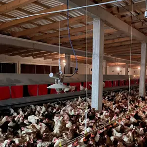 Сборщик куриных яиц собирает куриный сарай на свободном выгуле