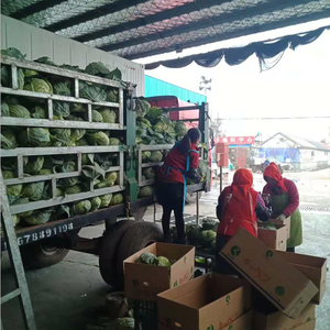 Chinese Cabbage High Quality Fresh <strong>Vegetables</strong> <strong>Round</strong> Cabbage Supply - Product Image 5
