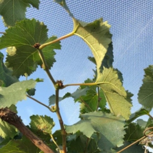 Hotsale UV ổn định dệt nhựa chống mưa đá <span class=keywords><strong>Net</strong></span> vườn mưa đá lưới chống mưa đá bảo vệ lưới - Product Image 6