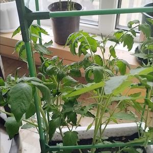 Cage à tomates d'extérieur, treillis pour plantes grimpantes, support pour tomates, concombres, aubergines, légumes végétaux - Product Image 5